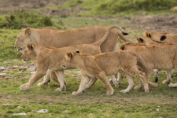 Fototapeta na wymiar Lioness and her cub at Savannah, Masai Mara