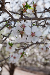 Blooming almond garden. White blossoms of almond, blooming in a garden. Light blue sky background