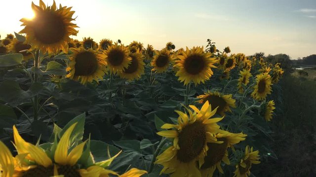 Organic Sunflowers are Growing on the Big Plantation in Summer. Wonderful panoramic view field of sunflowers by summertime. Long rows of nice yellow sunflower in the field under the blue sky