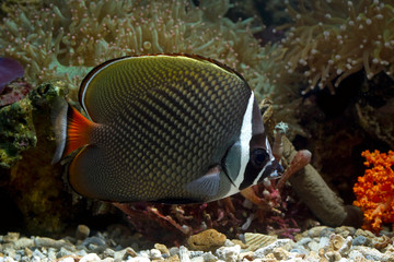 Fototapeta na wymiar Red-tailed butterflyfish (Chaetodon collare) marine fish