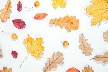Obraz premium Frame made of autumn leaves, acorn, pine cones on white background.