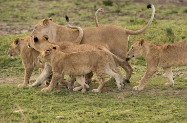Fototapeta premium Lion cubs tryng to be close to their mother, Masai Mara