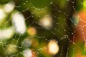 Netz