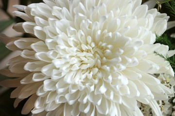Fototapeta na wymiar white chrysanthemum flower close up