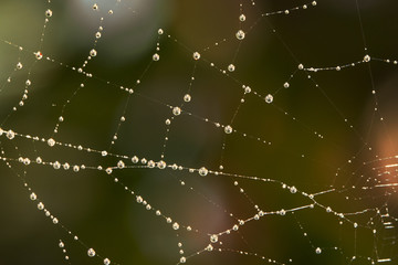 Netz