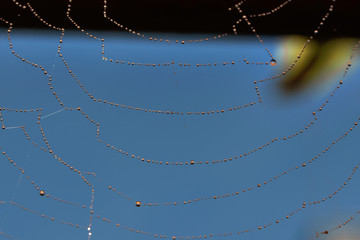 Netz