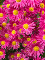 Bright Pink Chrysanthemums in bloom