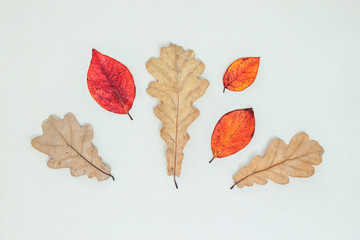 Frame made of autumn leaves, acorn, pine cones on white background.