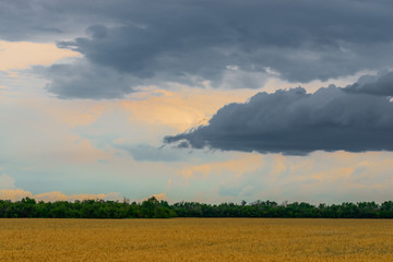 Dry field of wheat in alentejo with green tree.