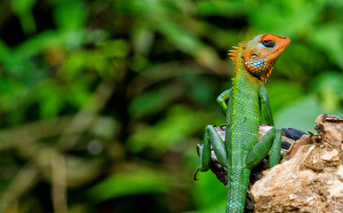 A beautiful lizard is photographed basking in the sun.