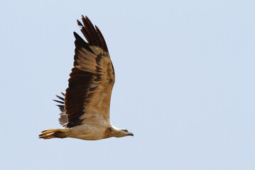 A white breasted sea eagle soars high looking for prey. 