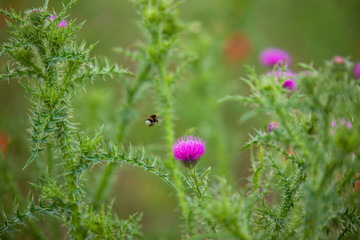 Hummel auf dem Weg zur Bestäubung
