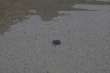 Hermit Crab