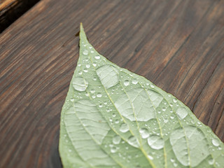 Blatt mit Tropfen nach dem Sturm