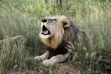 A male lion makes his presence felt with a loud roar!