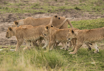 Naklejka premium Lion cubs moving with their mother at Masai Mara, Kenya