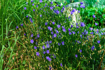 Little beautiful flowers grow in the grass.