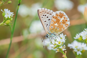 Chalk Hill Blue - Polyommatus coridon, beatiful colored butterfly from European meadows, Havraniky, Czech Republic.