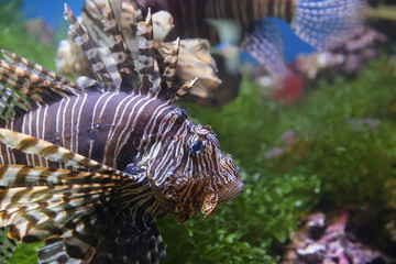 Fototapeta na wymiar Lionfish (dendrochirus zebra), fish in an aquarium