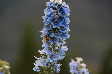 Bee Collecting Pollen from a Flower
