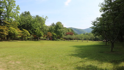 Fototapeta na wymiar landscape with green grass