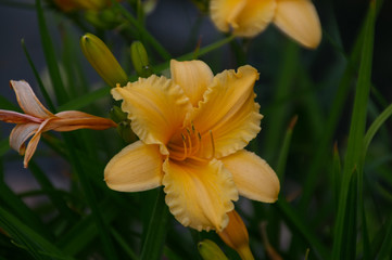 Yellow Lily in Bloom