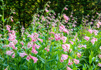 Pink and red flowers of Penstemon 'MacPenny's Pink' in a sunny English cottage garden border with blurred flowers and foliage and dark green hedge in the background.