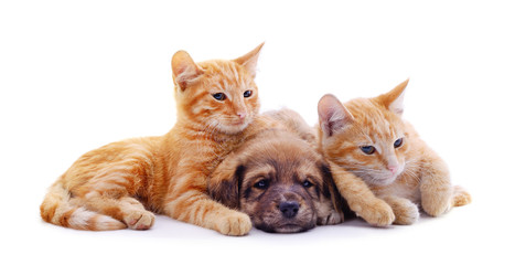 Two cats and dog.