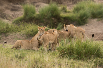 Naklejka na ściany i meble Lion cubs and mother, Masai Mara
