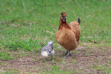 Hen with chickens on the green grass