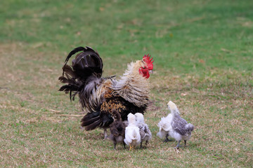 chickens on the green grass