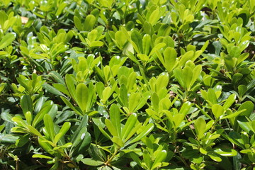 Obraz premium close up of green grass