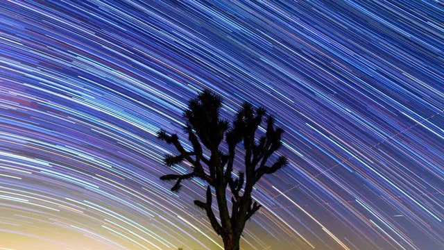 Star trails appear behind the silhouette of a Joshua tree then reverse to create a magically delightful endlessly looping astrophotography time lapse