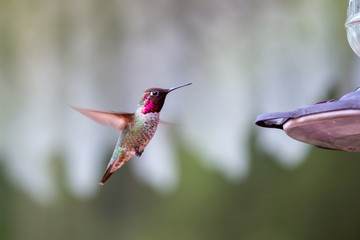 hummingbird in flight