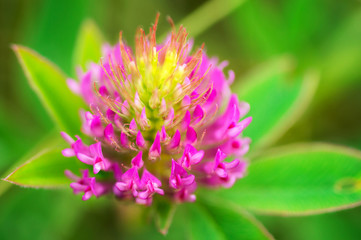 Meadow clover, or red clover (Latin Trifolium praténse) is a plant from the legume family (Fabaceae). Medicinal plant. Livestock feed.
