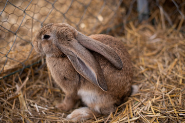 Brown bunny in a cage
