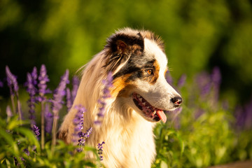 Australian Sheppard im Sonnenuntergang 