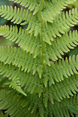 fern leaf background