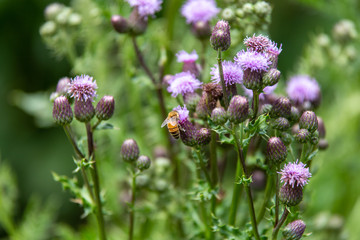 bee on a flower