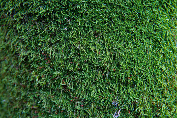green grass background