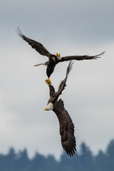 Eagle dance