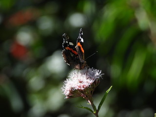 papillon Vulcain