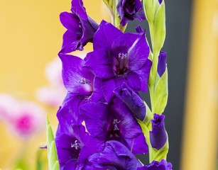 Close up macro view of purple  gladiolus flower isolated on green backgrounds. Beautiful backgrounds.