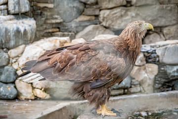 The bird of prey, Steppe Eagle proudly sits in the aviary. Aquila nipalensis