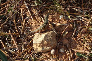 Algerian Sand Racer, Psammodromus algirus, Lizard, Reptile
