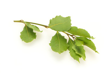 Green laurel leaves on the branch