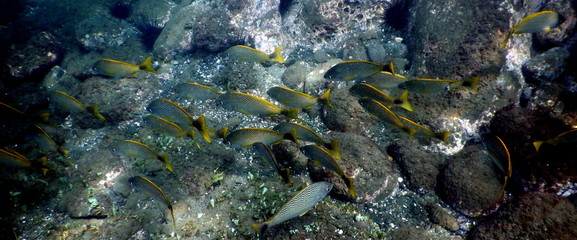 Costa Rica Pacific sea life