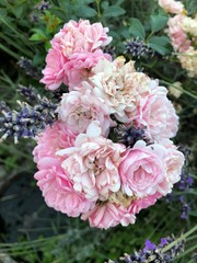 bouquet of pink roses