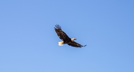 bald eagle in flight