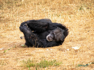 Vieux chimpanzé